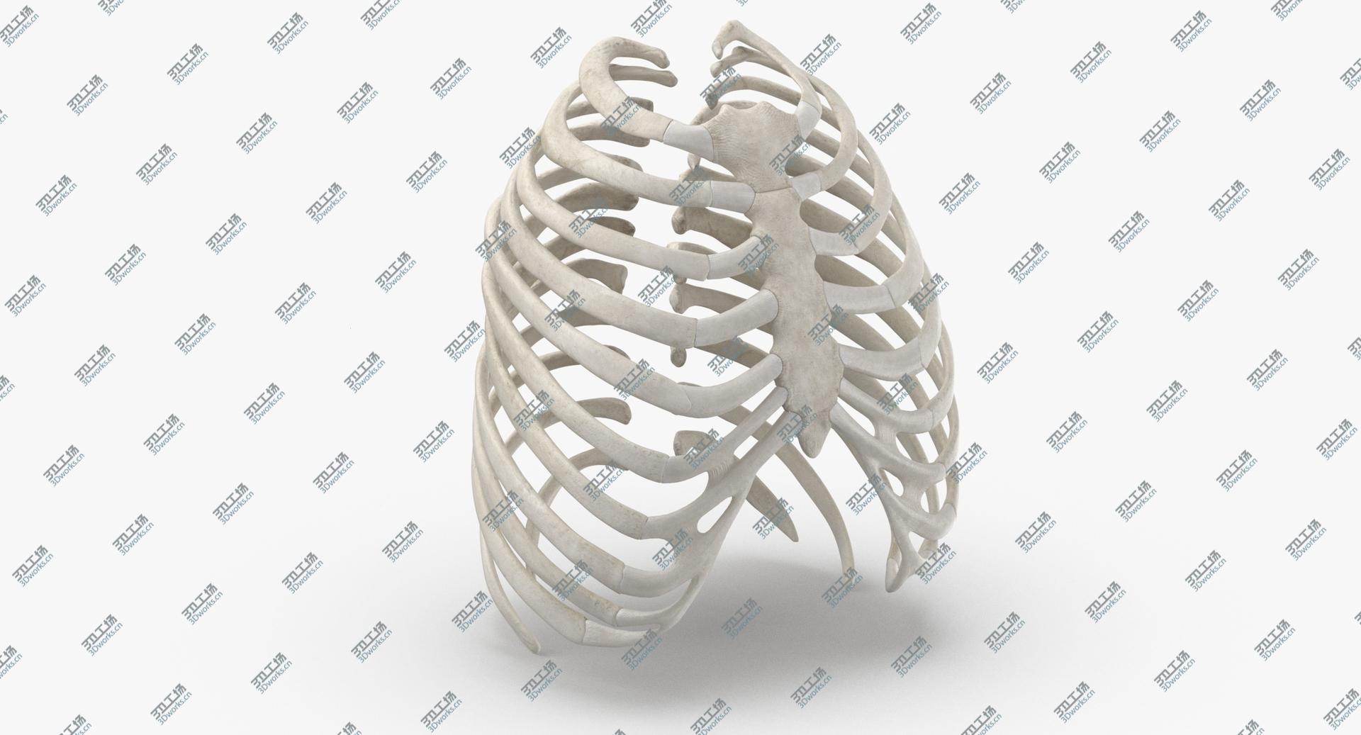 images/goods_img/202104023/Real Human Rib Thoracic Cage Anatomy White 01 3D model/2.jpg